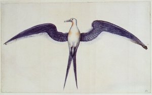 Frigate Bird